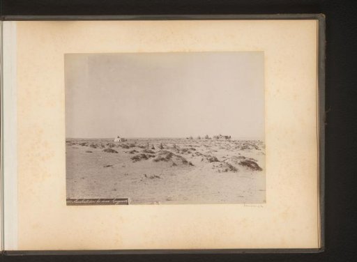 Marabou storks in a desert