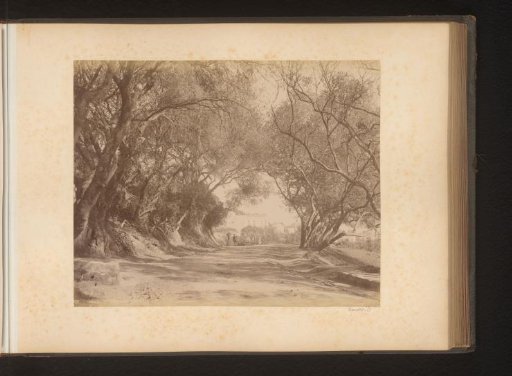 Path along trees with buildings in the distance