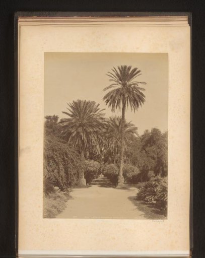 View of the Allee de Palmiers in the Jardin d'essai du Hamma in Algiers