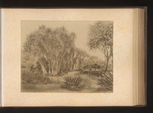 View of the Jardin d'essai du Hamma