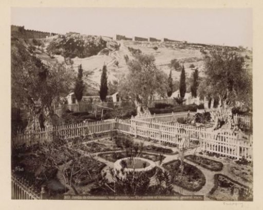 View of the Garden of Gethsemane at the foot of the Mount of Olives in Jerusalem