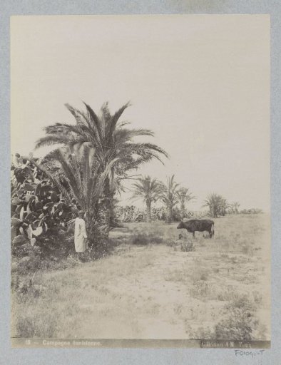Man and ox in the Tunisian countryside