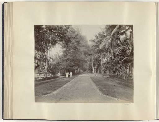 European and Indonesian people along an avenue in the Dutch East Indies