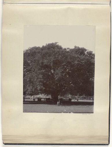Two children posing in front of a large tree in a park in the Dutch East Indies