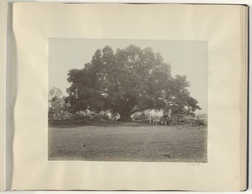 People under a large tree