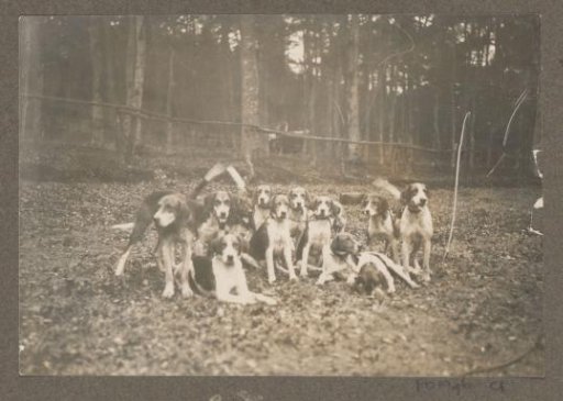 Equestrian scene at the Royal Game Preserve Het Loo: pack of hounds by a forest