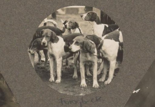 Equestrian scene at the Royal Game Preserve Het Loo: pack of hounds