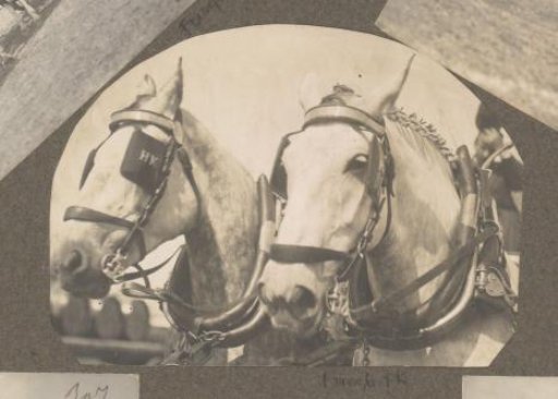 Two horse heads with blinkers during the first marathon of the Netherlands at Houtrust, The Hague