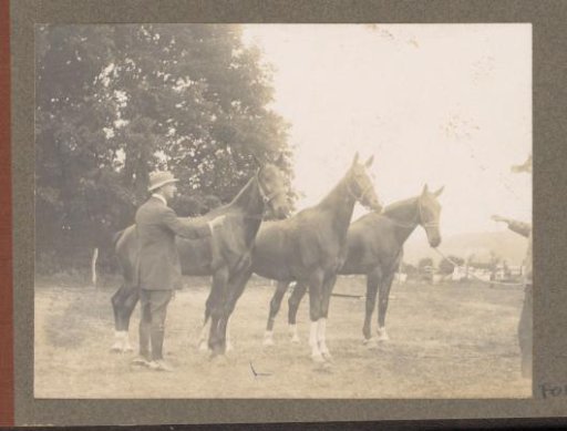 Equestrian scene at the Royal Forestry Department Het Loo: man with three unsaddled horses in a meadow