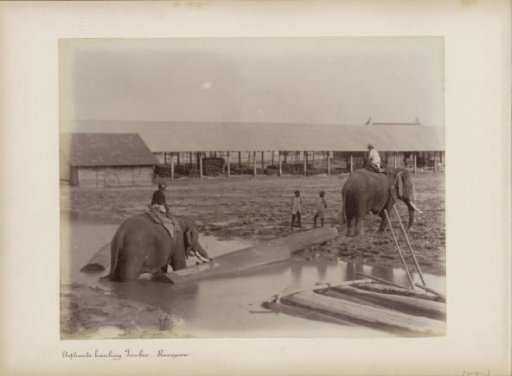 Elephants working in timber extraction of Yangon, Myanmar