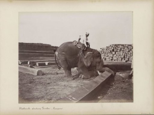 An elephant working in the timber extraction at Yangon, Myanmar