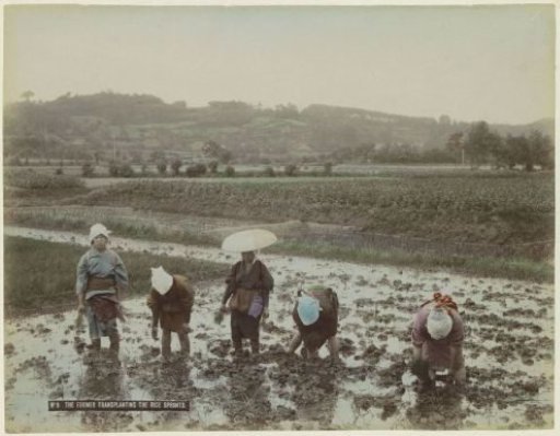 Women planting rice in a field in Japan
