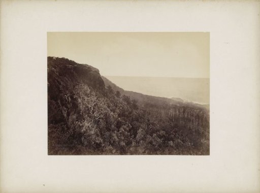 Wooded coastal slope, probably in the vicinity of Sydney