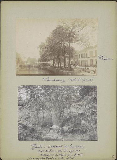 Buffaloes and shepherd boy in a stream at Candi (Semarang)