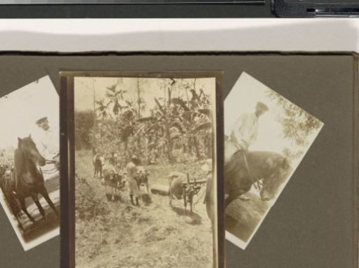 Lepers' Colony Danaradja: Horsemen and Harvest
