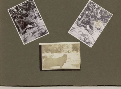 Leprosy Colony Danaradja: Woman with Small Children and a Horse
