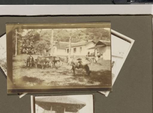 Leprosy colony Danaradja: livestock and buildings