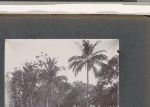 Dwelling house and small buildings under trees, presumably on the grounds of a hospital in the Dutch East Indies