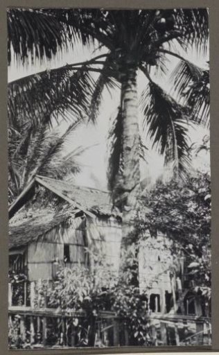 House under palm trees, a child climbing a trunk