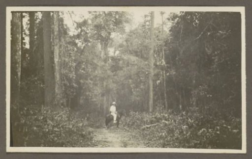 Man in tropical clothing on horseback on a forest path