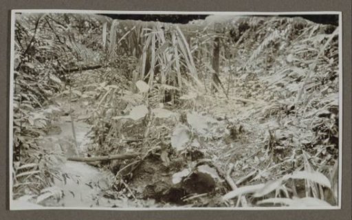Vegetation on the bank of a stream