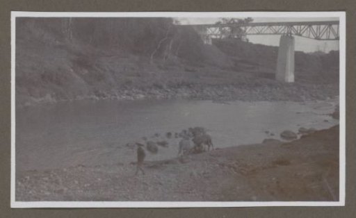 River with a bridge, a cattle herder and drinking cattle