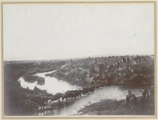 Oxen pulling a Creusot cannon over the Klip River in South Africa