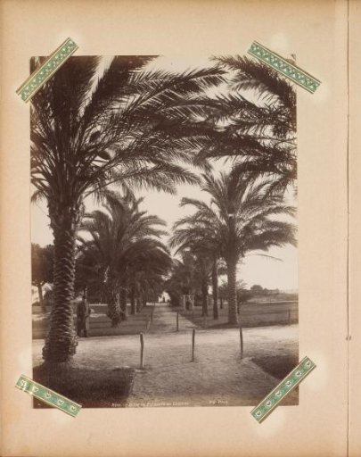 Palm avenue at the Château in Nice