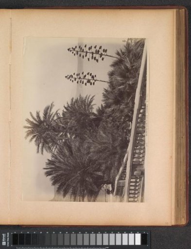 View of palm gardens in Monte-Carlo