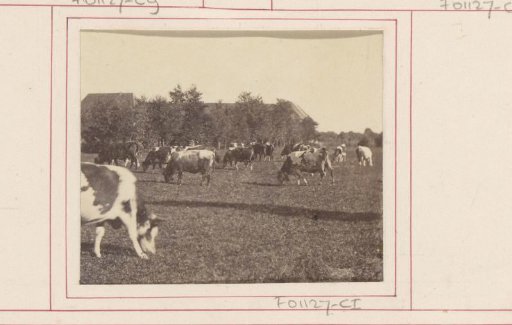 Cows in a meadow in the Leiden region
