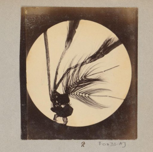 Microscopic image of the head of a mosquito, magnified 25 times