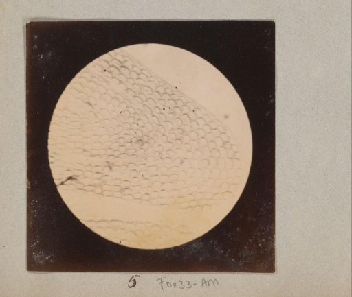 Microscopic image of a scale of an eel, magnified 25 times
