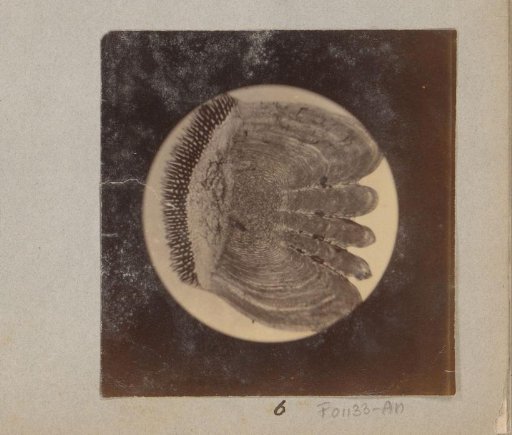 Microscopic image of a scale of a perch, magnified 25 times