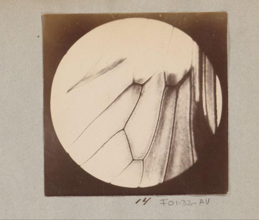 Microscopic image of the wing of a fly, magnified 30 times