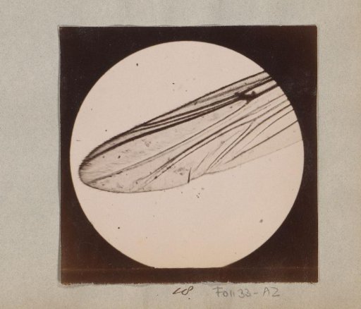 Microscopic image of the wing of a mosquito, magnified 25 times