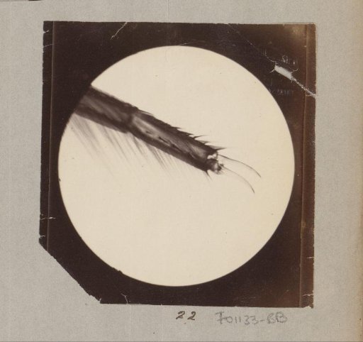 Micrograph of the leg of an insect, magnified 25 times