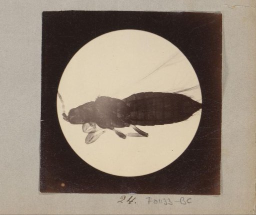 Micrograph of an insect, magnified 60 times