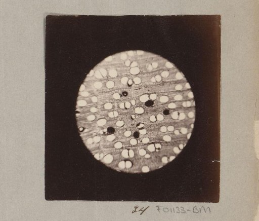 Micrograph of mahogany wood, magnified 60 times