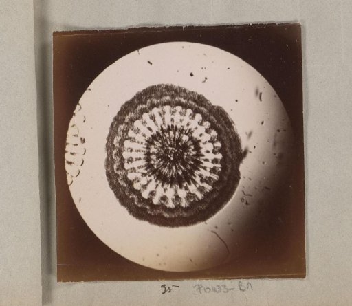 Micrograph of diatoms, magnified 190 times