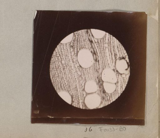 Micrograph of mahogany wood, magnified 60 times