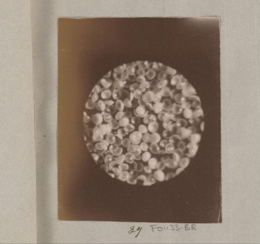 Micrograph of young molluscs, magnified 50 times