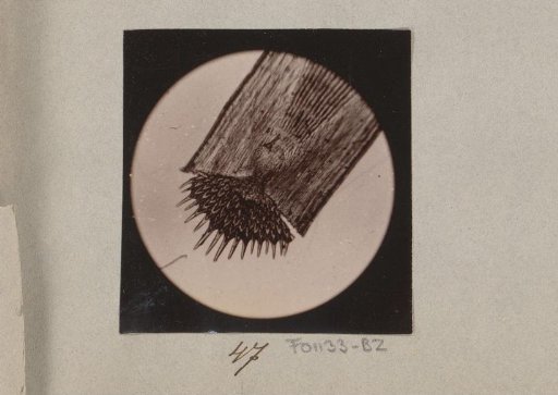 Micrograph of a tongue scale, magnified 25 times