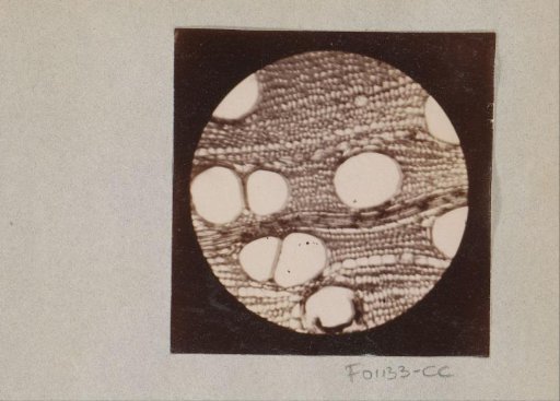 Micrograph of mahogany wood, magnified 60 times