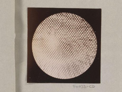 Micrograph of a fly's eye, magnified 60 times