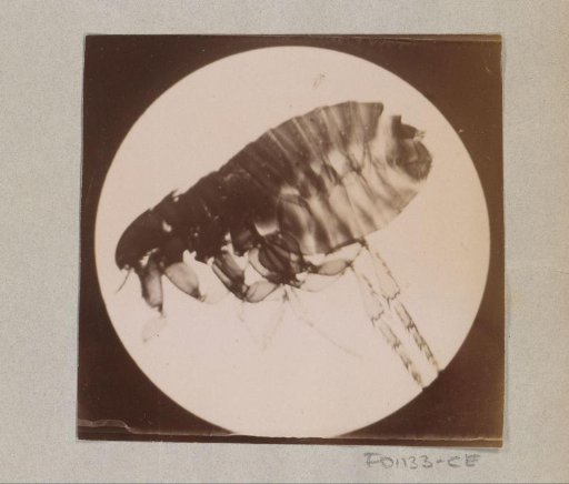 Micrograph of a flea, magnified 25 times
