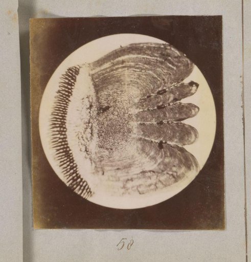 Microscopic view of a scale of a perch, magnified 40 times