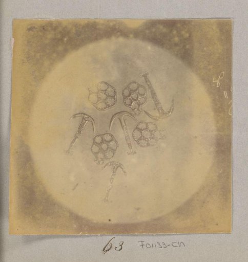Microscopic view of Synapta glabra diatoms, magnified 60 times