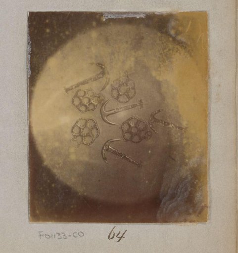 Microscopic view of Synapta glabra diatoms, magnified 60 times