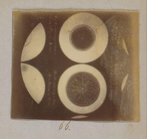 Microscopic view of diatoms, magnified 190 times