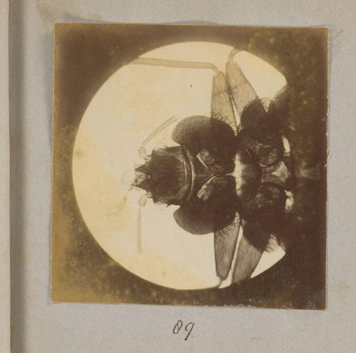 Microscopic view of the head of a spider, magnified 80 times